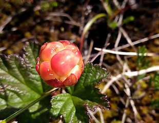 Image showing cloudberry