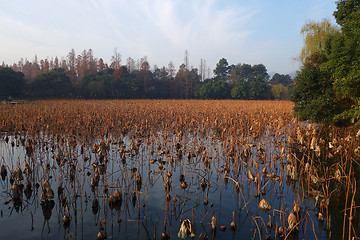 Image showing Brown stems of dead lotus plants during winter