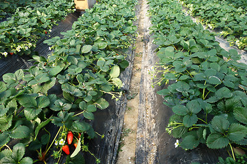 Image showing Strawberries growing in lines 