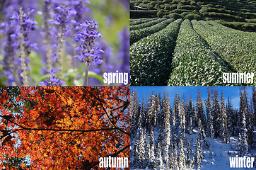 Image showing Four seasons of year 