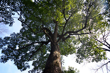 Image showing Green leave of tree  