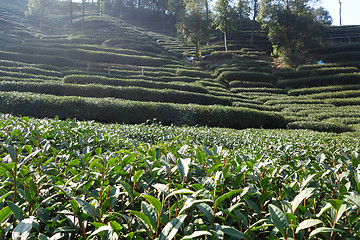 Image showing Green chinese Longjing tea plantation