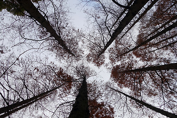 Image showing Tree tops are illuminated by the setting sun