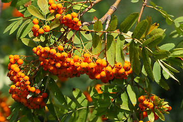 Image showing Rowan tree