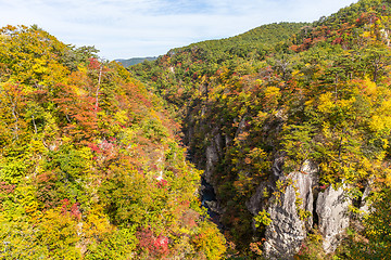 Image showing Naruko canyon with autumn foliage in Japan