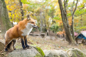 Image showing Fox