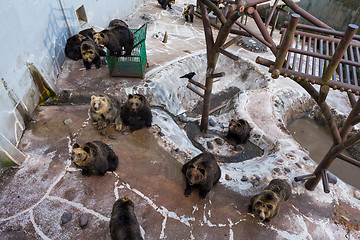 Image showing Brown bear together in zoo park