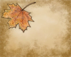 Image showing maple leaf