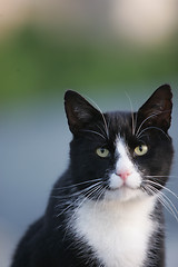 Image showing Cat