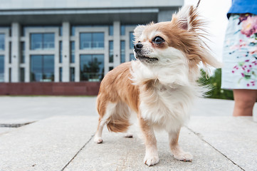 Image showing chihuahua walking in the city