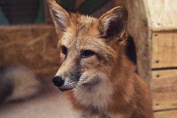 Image showing Beautiful red fox