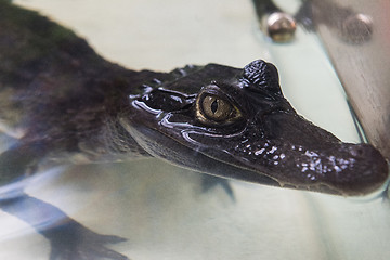 Image showing Beautiful caiman crocodile