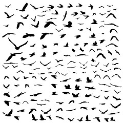 Image showing birds flying