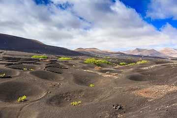 Image showing Wine Region of Lanzarote early in the season