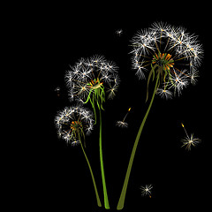 Image showing dandelions