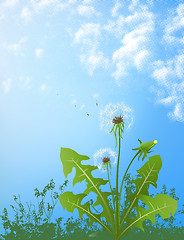 Image showing dandelions