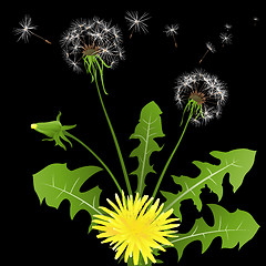 Image showing dandelions