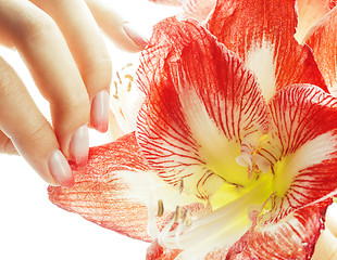 Image showing beauty delicate hands with pink Ombre design manicure holding red flower amaryllis close up isolated warm macro