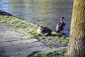 Image showing couple of ducks on brick city pavement, wild nature installed in