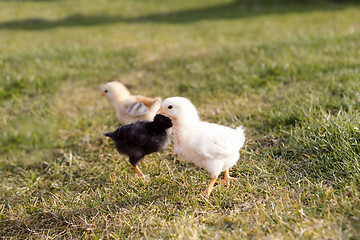 Image showing Young chicken on a meadow