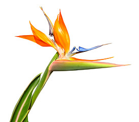 Image showing Flower Bird of Paradise