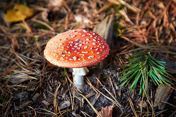 Image showing Closeup of fly agaric mushroom