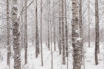 Image showing Winter forest