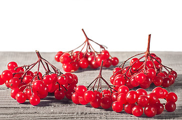 Image showing Several branches of viburnum