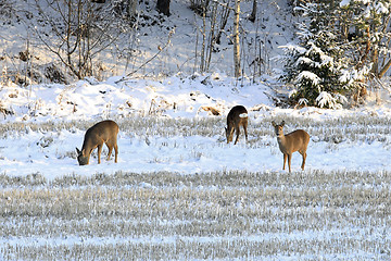 Image showing Three White-Tailed Deer in Winter