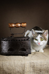 Image showing Cat And Iron