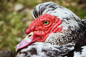 Image showing Muscovy Duck