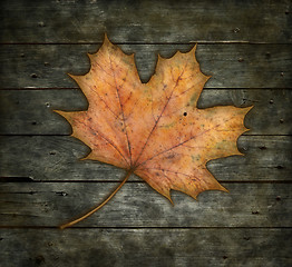 Image showing maple leaf