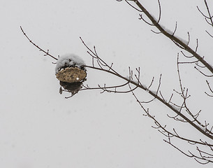 Image showing Wasp Nest In A Snowstorm