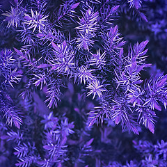 Image showing Ultra Violet Spruce Branches Closeup