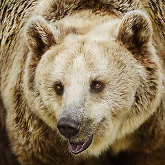 Image showing Brown Bear