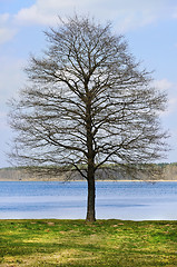 Image showing Bare Tree