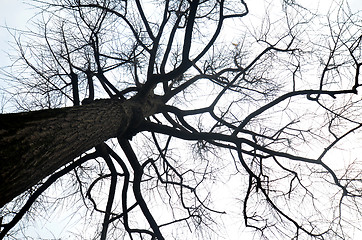 Image showing Dried tree branch in autumn season