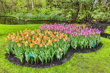 Image showing Tulips Garden