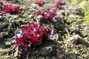 Image showing Purple Chinese lettuce