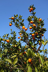 Image showing Orange mandarin on the tree