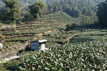 Image showing Green Chinese Longjing tea plantation