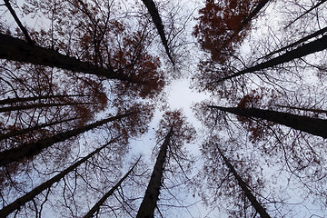 Image showing Tree tops are illuminated by the setting sun