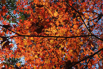 Image showing Golden autumn leaves on the tree