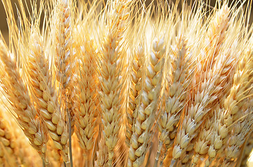 Image showing Ears of golden wheat close up