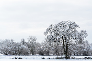 Image showing Landscape with a big snowy tree