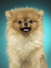 Image showing Spitz-dog in studio on a neutral background