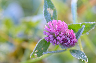 Image showing Red Clover - Trifolium Pratense 