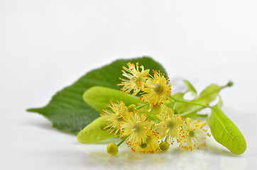 Image showing Linden blossoms flowers