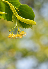 Image showing Linden blossoms at tree 