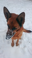 Image showing Dog german shepherd in a park in a winter day